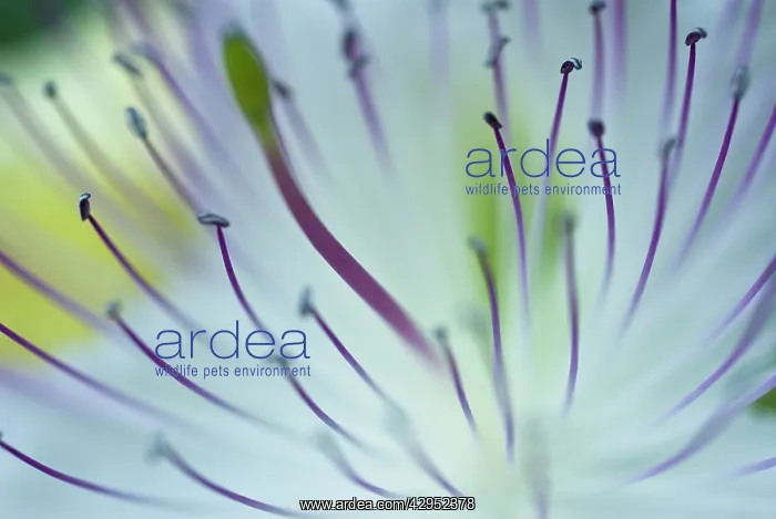 : Stamens : Stamens