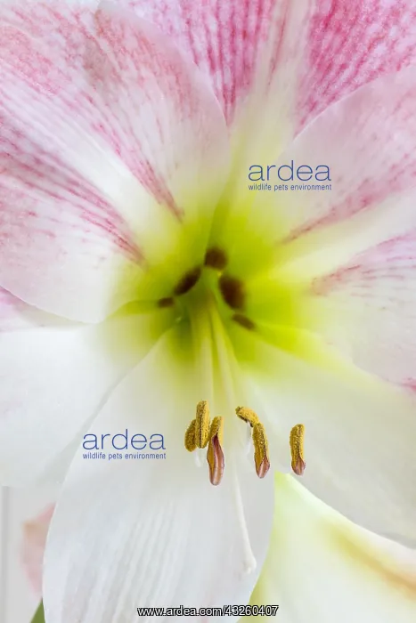 : Stamens of an Amaryllis flower : Stamens of an Amaryllis flower