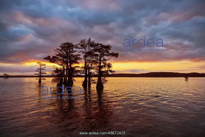: Stand of bald cypress trees, silhouetted at sunrise, Caddo : Stand of bald cypress trees, silhouetted at sunrise, Caddo