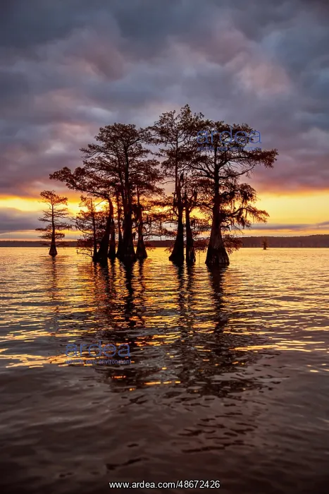 : Stand of bald cypress trees, silhouetted at sunrise, Caddo : Stand of bald cypress trees, silhouetted at sunrise, Caddo