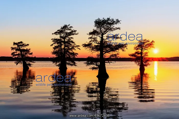 : Stand of bald cypress trees, silhouetted at sunrise, Caddo : Stand of bald cypress trees, silhouetted at sunrise, Caddo