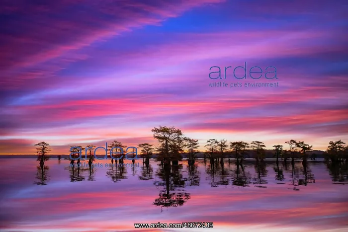 : Stand of bald cypress trees, silhouetted at sunrise, Caddo : Stand of bald cypress trees, silhouetted at sunrise, Caddo