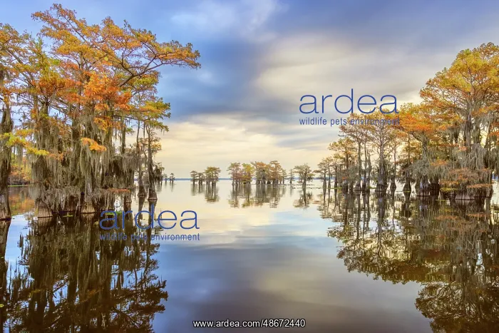: Stand of bald cypress trees, silhouetted at sunrise, Caddo : Stand of bald cypress trees, silhouetted at sunrise, Caddo