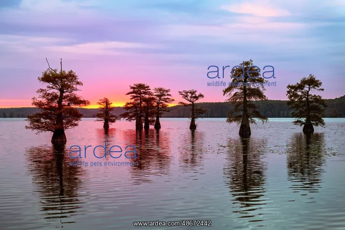 : Stand of bald cypress trees, silhouetted at sunrise, Caddo : Stand of bald cypress trees, silhouetted at sunrise, Caddo