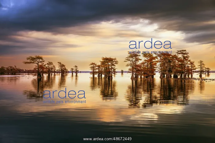 : Stand of bald cypress trees, silhouetted at sunrise, Caddo : Stand of bald cypress trees, silhouetted at sunrise, Caddo