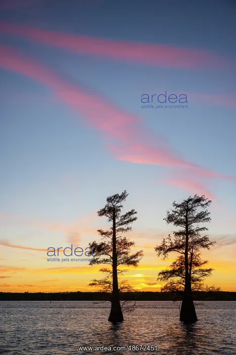 : Stand of bald cypress trees, silhouetted at sunset, Caddo : Stand of bald cypress trees, silhouetted at sunset, Caddo