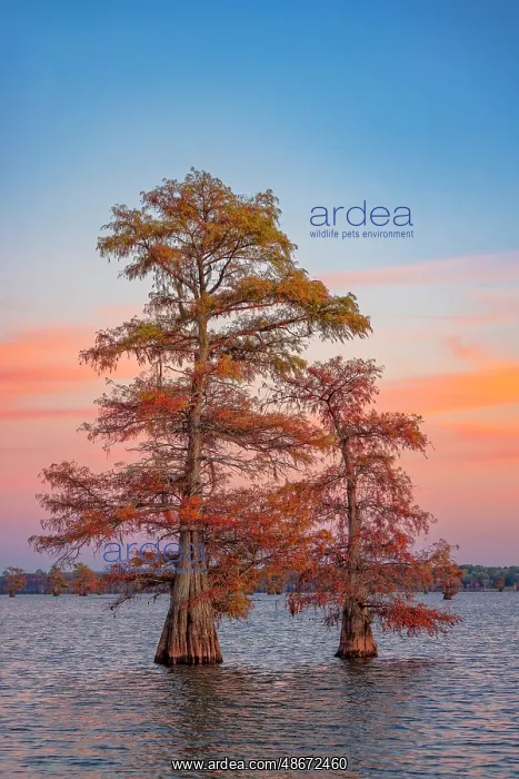 : Stand of bald cypress trees at sunset, Caddo Lake, Texas : Stand of bald cypress trees at sunset, Caddo Lake, Texas