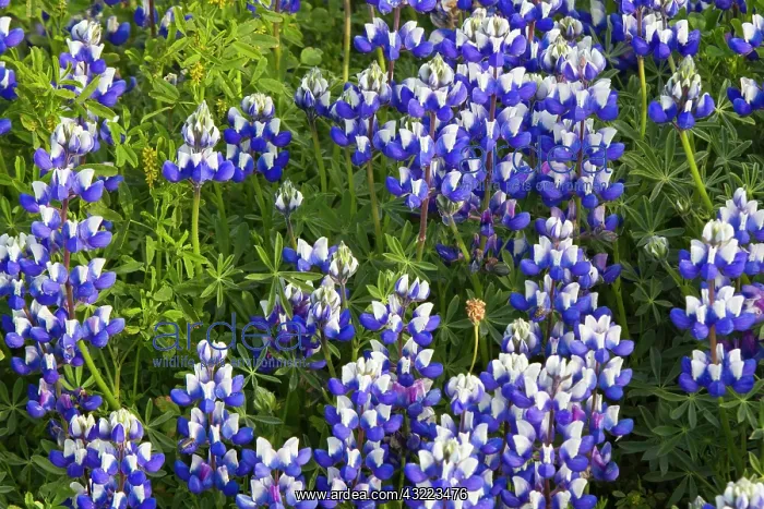 : Stand of lupine wildflowers at Big Sur : Stand of lupine wildflowers at Big Sur
