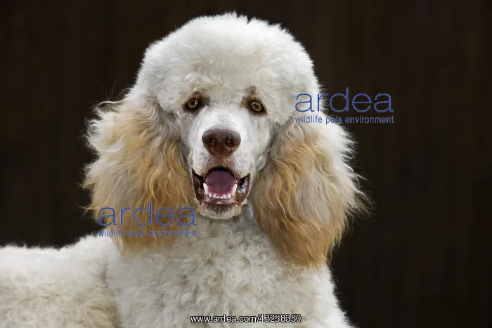 : Standard poodle (Canis lupus familiaris) close up : Standard poodle (Canis lupus familiaris) close up