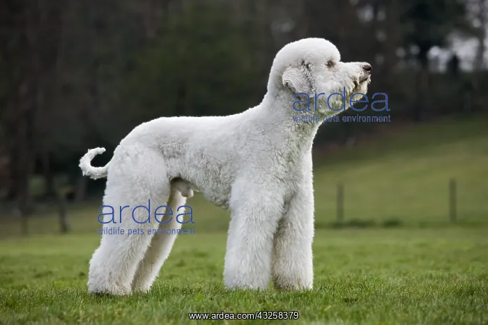 : Standard poodle (Canis lupus familiaris) in garden : Standard poodle (Canis lupus familiaris) in garden