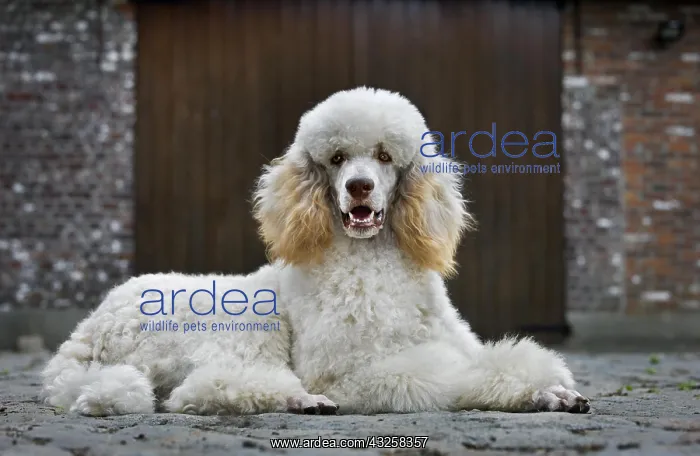 : Standard poodle (Canis lupus familiaris) lying down : Standard poodle (Canis lupus familiaris) lying down