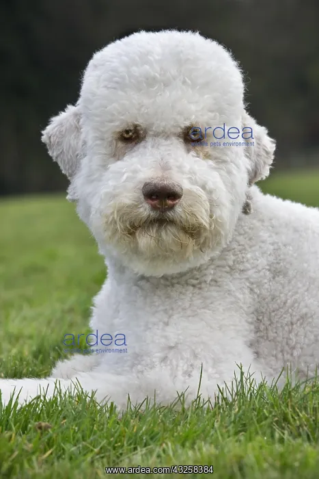  : Standard poodle (Canis lupus familiaris) lying in garden
