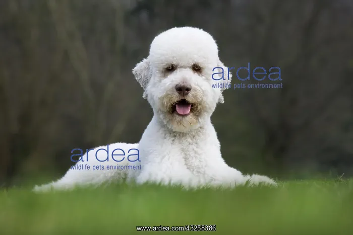 : Standard poodle (Canis lupus familiaris) lying in garden : Standard poodle (Canis lupus familiaris) lying in garden