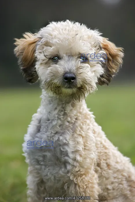 : Standard poodle (Canis lupus familiaris) pup sitting : Standard poodle (Canis lupus familiaris) pup sitting