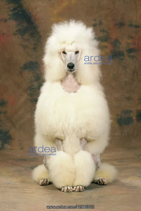 : Standard Poodle Dog : Standard Poodle Dog