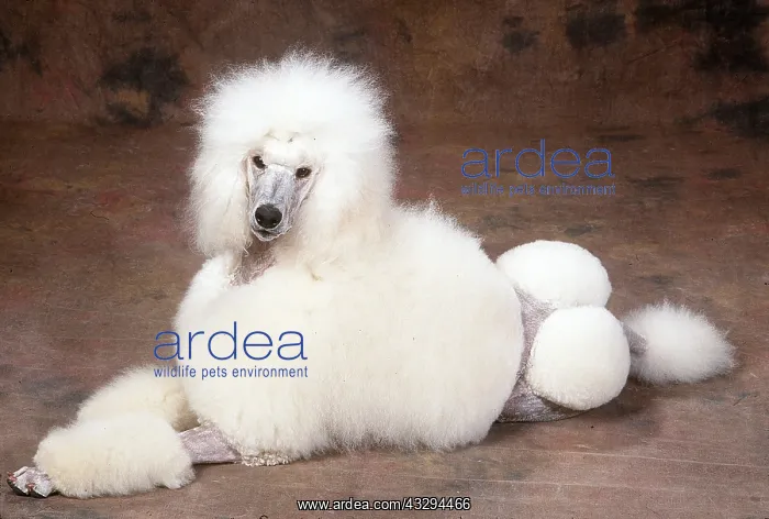 : Standard Poodle DOG : Standard Poodle DOG