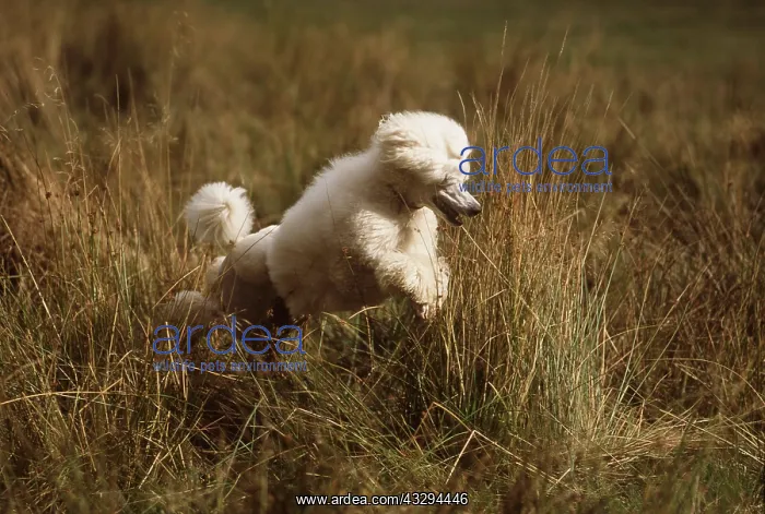 : Standard Poodle DOG - jumping through long grass : Standard Poodle DOG - jumping through long grass