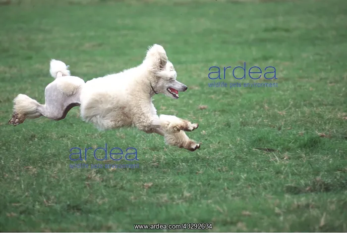 : Standard Poodle DOG - running : Standard Poodle DOG - running