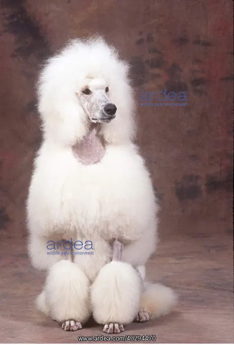 : Standard Poodle DOG - sitting : Standard Poodle DOG - sitting