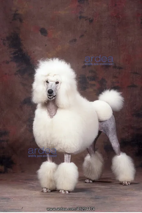 : Standard Poodle DOG - standing, clipped : Standard Poodle DOG - standing, clipped