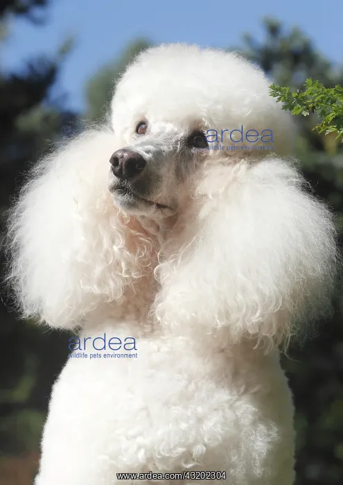  : Standard poodle, female, 11 years old, portrait