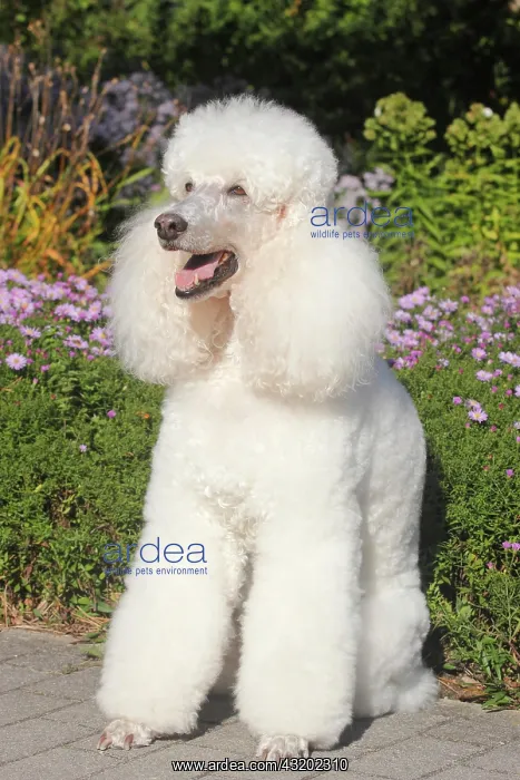 : Standard poodle, female, 11 years old, sitting in : Standard poodle, female, 11 years old, sitting in