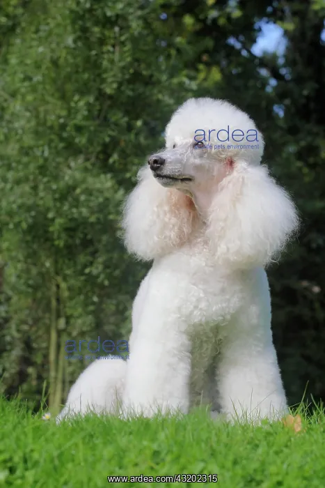 : Standard poodle, female, 11 years old, sitting in : Standard poodle, female, 11 years old, sitting in