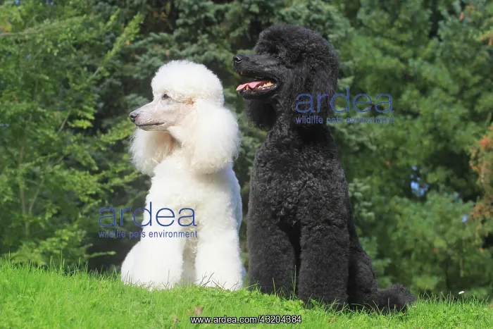 : Standard Poodle, white and black, sitting side by : Standard Poodle, white and black, sitting side by