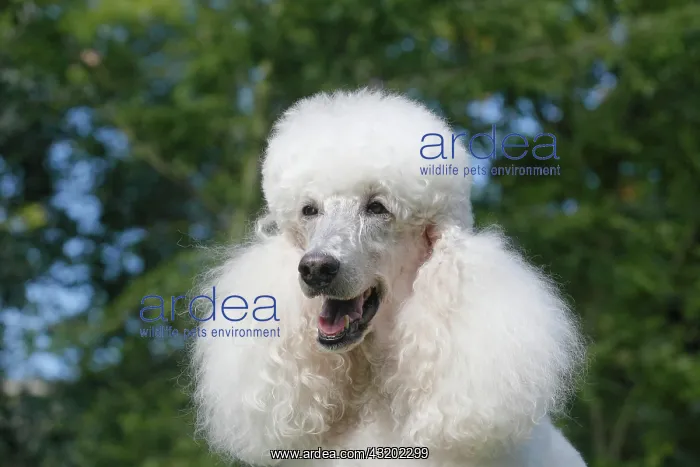 : Standard poodle, white, portrait, Germany, Europe : Standard poodle, white, portrait, Germany, Europe