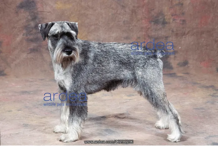 : STANDARD SCHNAUZER DOG : STANDARD SCHNAUZER DOG