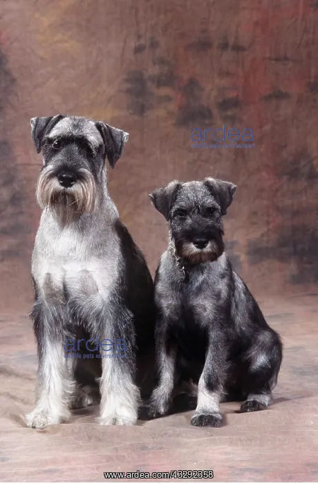 : STANDARD SCHNAUZER DOG - adult with puppy : STANDARD SCHNAUZER DOG - adult with puppy
