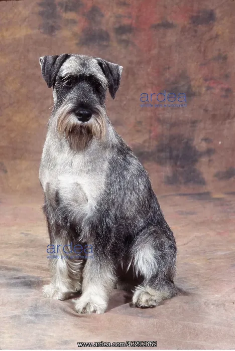 : STANDARD SCHNAUZER DOG - sitting : STANDARD SCHNAUZER DOG - sitting