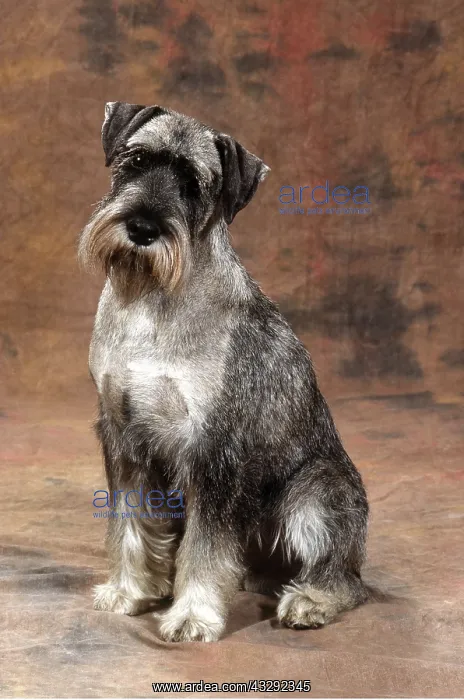  : STANDARD SCHNAUZER DOG - studio shot