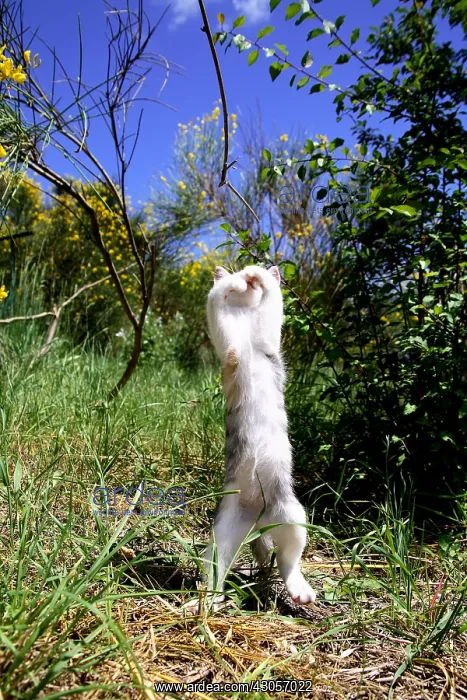 : Standing Kitten playing with a branch : Standing Kitten playing with a branch