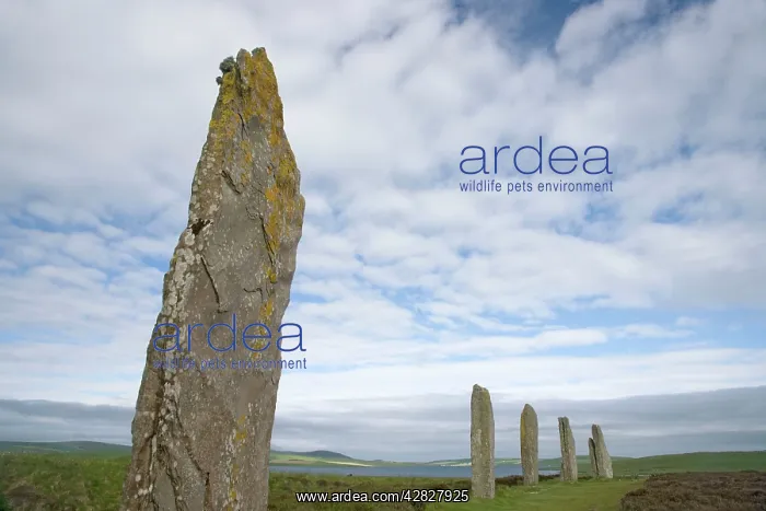 : Standing Stones : Standing Stones