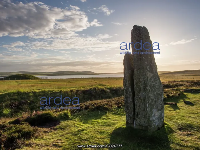 : Standing Stones : Standing Stones