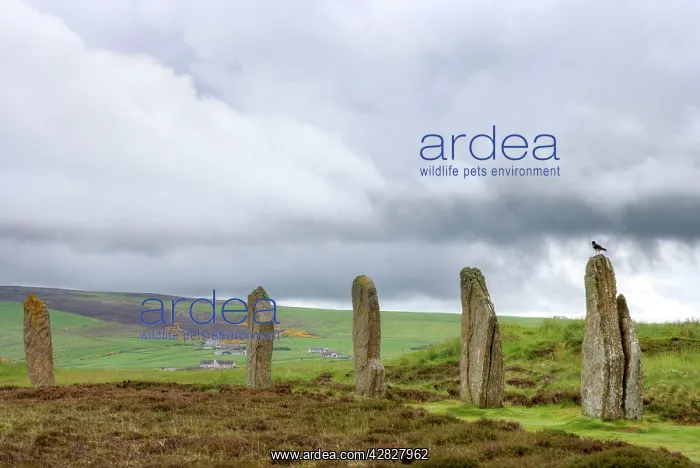 : Standing Stones - with Oystercatcher : Standing Stones - with Oystercatcher