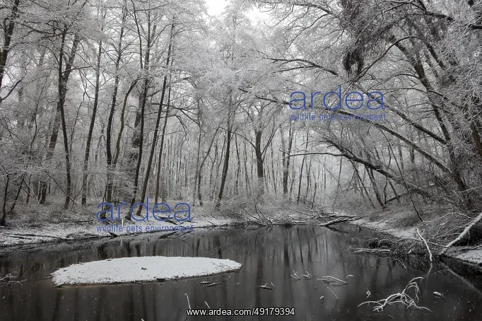 : Standing water in riparian forest in winter : Standing water in riparian forest in winter