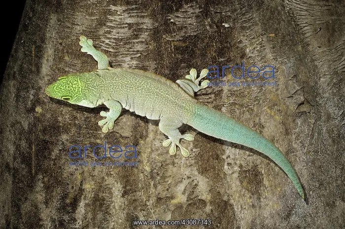 : Standing's Day Gecko : Standing's Day Gecko