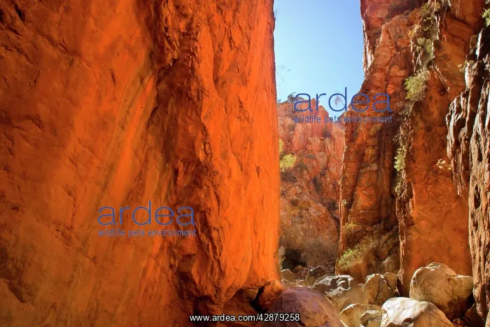 : Standley Chasm - the midday sun reflects on the : Standley Chasm - the midday sun reflects on the