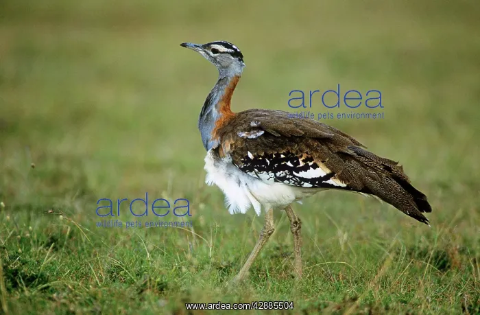  : Stanley's  /  Denham's BUSTARD