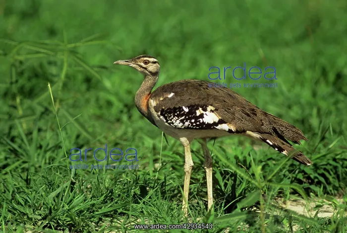 : Stanley's / Denham's Bustard : Stanley's / Denham's Bustard