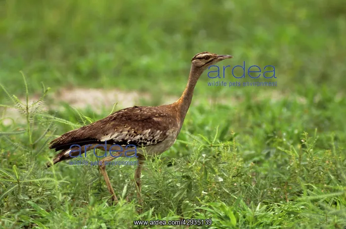 : Stanley's / Denham's Bustard : Stanley's / Denham's Bustard
