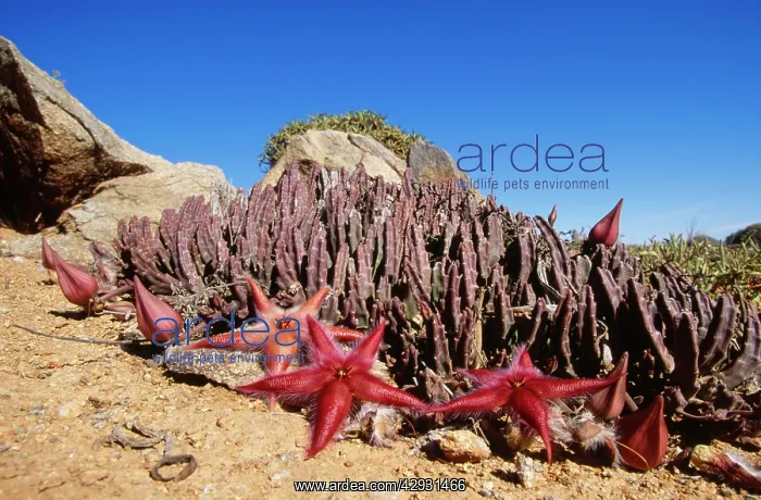 : Stapelia gariepensis / Carrion - in flower : Stapelia gariepensis / Carrion - in flower