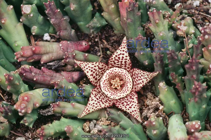 : STAPELIA veriegata - Carrion Flower : STAPELIA veriegata - Carrion Flower