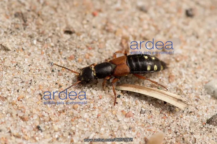 : Staphylinus erythropterus. Melby Overdrev, Denmark : Staphylinus erythropterus. Melby Overdrev, Denmark