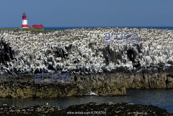 : Staple Island - showing seabird colony and lighthouse : Staple Island - showing seabird colony and lighthouse