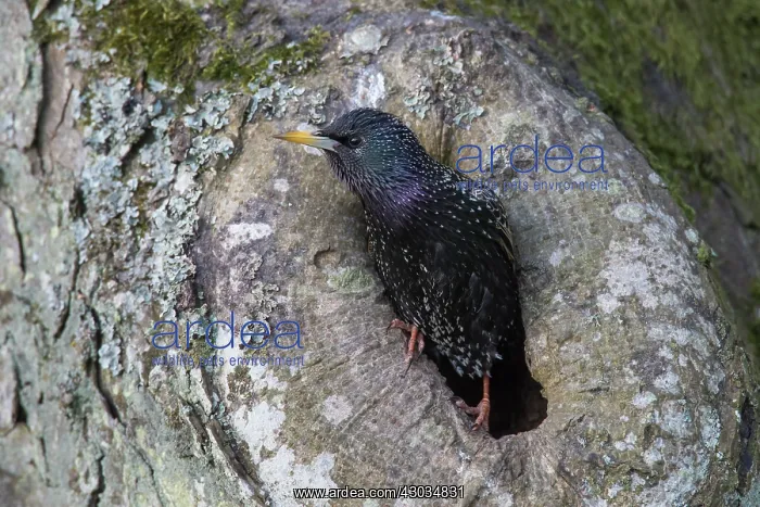 : Star adult in front of the nest in a tree Germany : Star adult in front of the nest in a tree Germany