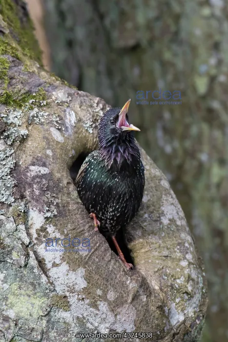 : Star adult in front of the nest in a tree Germany : Star adult in front of the nest in a tree Germany