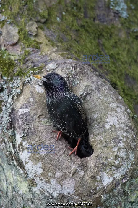 : Star adult in front of the nest in a tree Germany : Star adult in front of the nest in a tree Germany